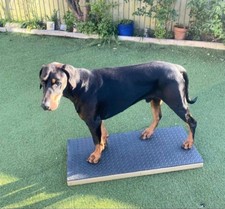 Piattaforma di addestramento