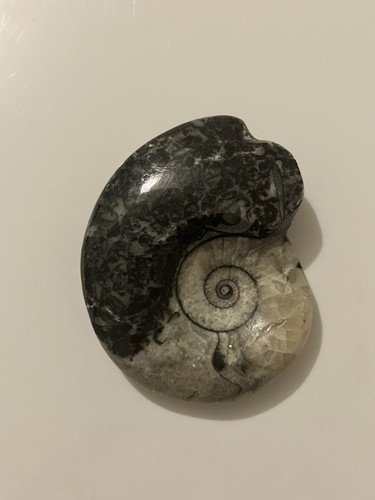 Polished goniatite fossil - goniatite,