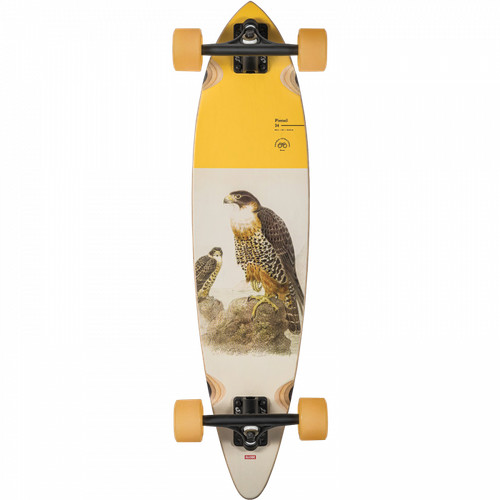 Globe falcon pintail - falcon,