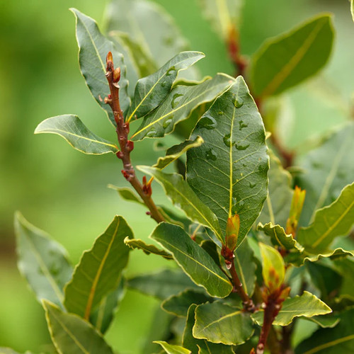 Alloro laurus nobilis pianta - nobilis",