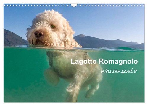 Lagotto romagnolo - lagotto,