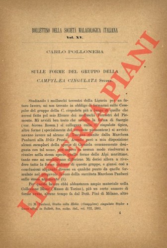 Pollonera carlo sulle forme - carlo,