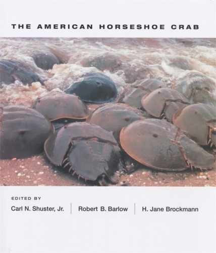 The american horseshoe crab - american,