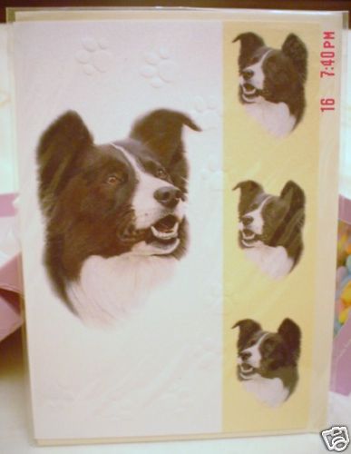 Lovely border collie blank - collie,