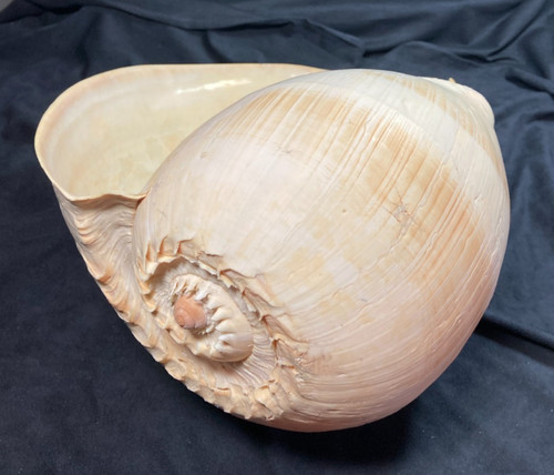 Volutidae melo broderipii - volutidae,