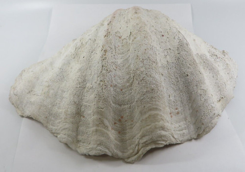 Vintage tridacna gigas vera - vintage,