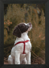 Springer Spaniel cucciolo