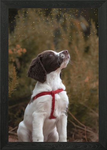 Springer spaniel cucciolo - spaniel,