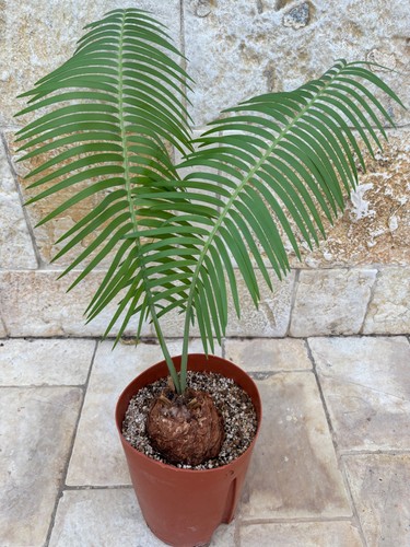 Encephalartos inopinus 12 cm - encephalartos,