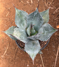 AGAVE PARRASANA - PIANTA DA