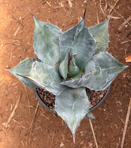 Agave parrasana pianta - pianta, da