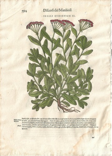 Stampa antica mattioli - stampa,