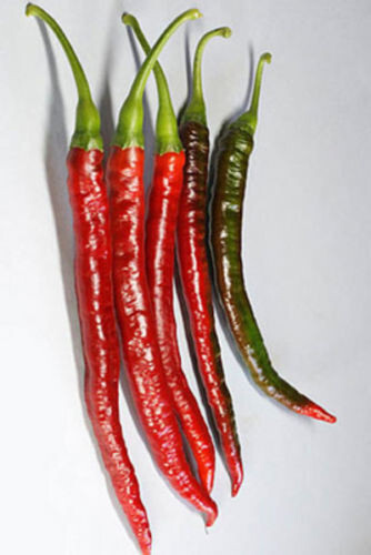 Semi peperone sigaretta - peperone, "sigaretta