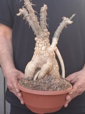 Pachypodium succulentum (S