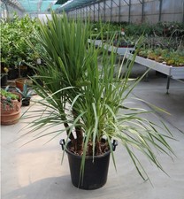 Dracena Dracaena "Cordyline