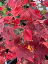 1.000 SEMI FRESCHI 2025 ACERO