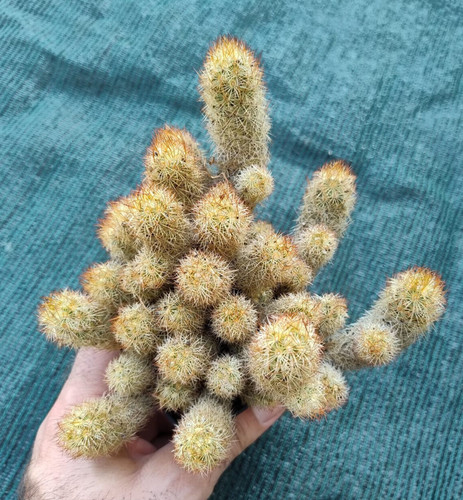 Mammillaria elongata vaso cm - elongata, 7