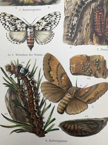 Grafica antica fauna insetti - grafica,