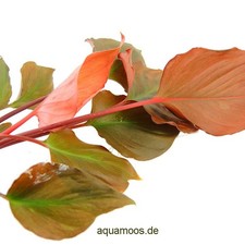 Homalomena sp. red - nuovo e