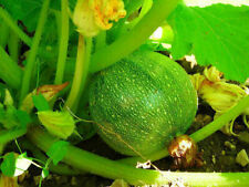 15 SEMI DI ZUCCHINA TONDI TOSCANA + OMAGGIO