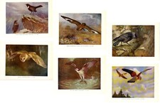 Stampe antiche LOTTO 6 STAMPE