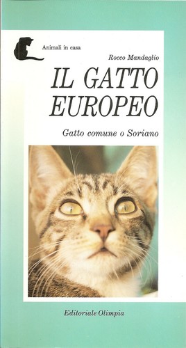 Gatto europeo rocco - il,
