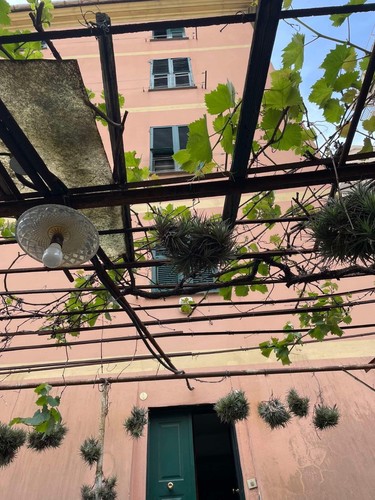 Pianta dell aria - pianta, dell'aria,
