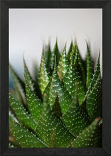Aloe aristata sfondo