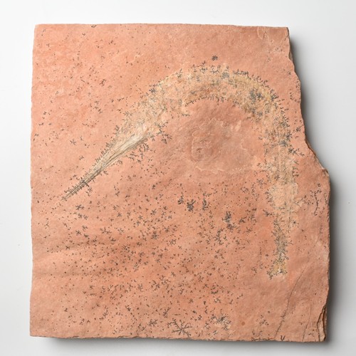 Pesce becco gesso messico - pesce,