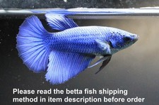 Live Betta Fish Pet Fancy Blue