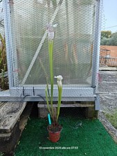 #32 - Sarracenia L18 MK x Pink