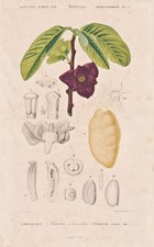 Anonacee Asimina Nord America Incisione Botanica Stahlstich Orbigny 1849