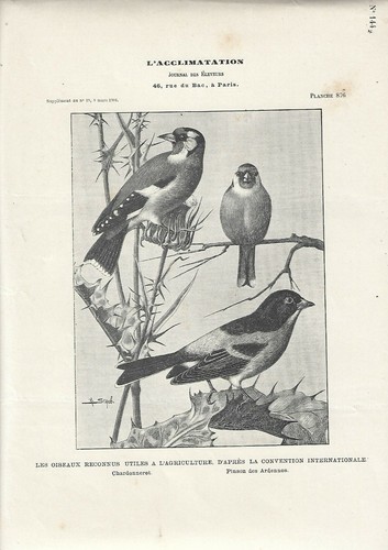 Stampa antica uccelli - stampa,