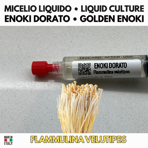 Coltura liquida enoki - coltura,