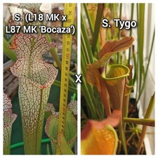 Semi Sarracenia (L18 MK x L87 MK 'Bocaza') x Tygo - Raccolta 2024