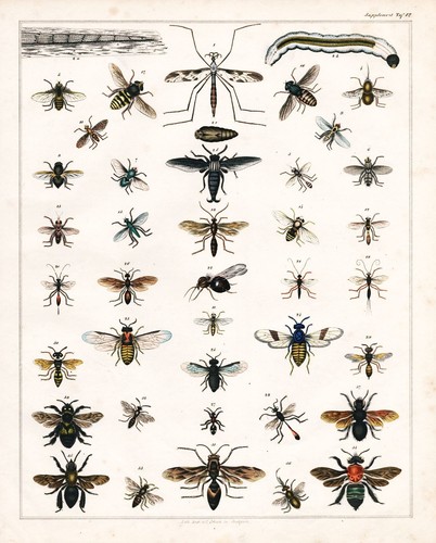 Mosca ape vespa - ,