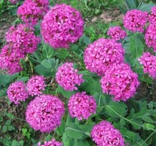 SILENE COMPACTA, CAMPION