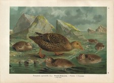 Stampa antica UCCELLI ANATRE