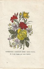 Antique Print LANGUAGE OF