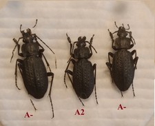 Carabidae, CARABINAE , Carabus