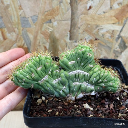 Eulychnia castanea crestata