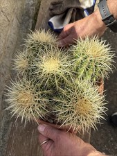 Echinocactus grusonii - echinocactus,
