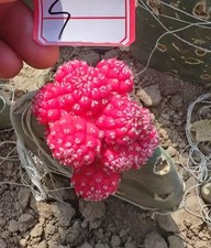 Tephrocactus geometricus
