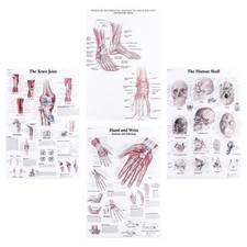  4 pz Anatomia Umana Poster