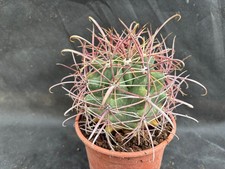 FEROCACTUS ACANTHODES SSP