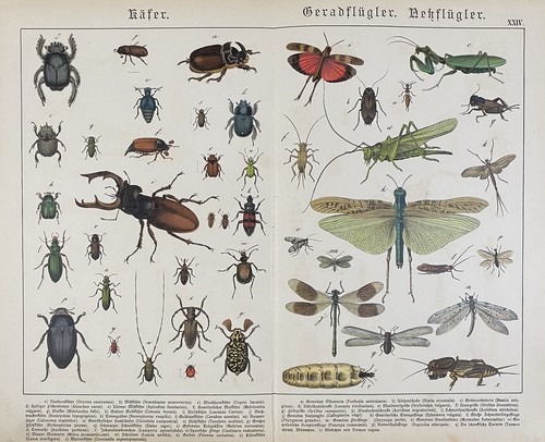 Grafica antica fauna - grafica, insetti