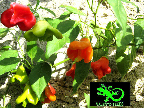 Semi peperoncino bishop - peperoncino, bishop's