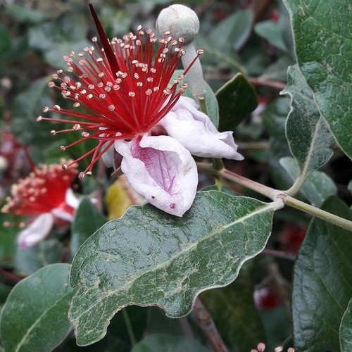 40pz pianta feijoa sellowiana - pianta,