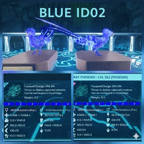 Phoenix blue id02 coppia - phoenix,