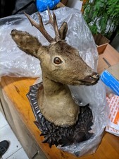 Trofeo di caccia imbalsamato - testa di capriolo impagliato